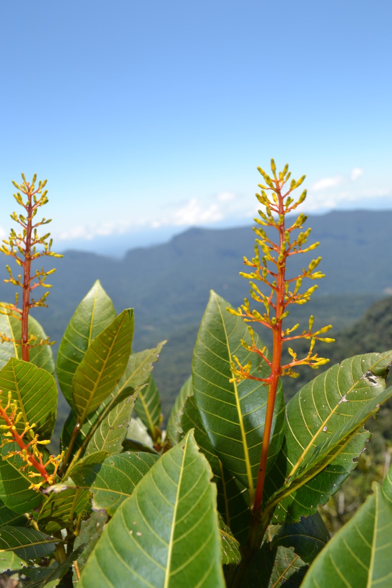 Palicourea hollinensis photo 2