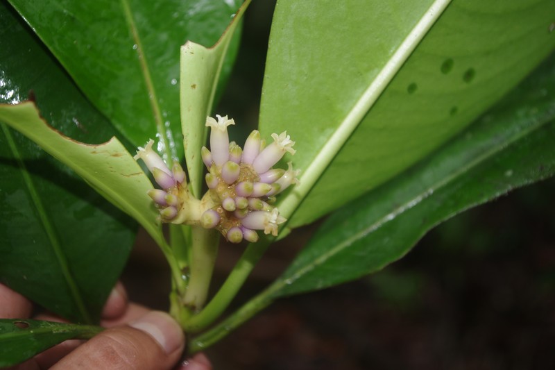 Palicourea hypochlorina