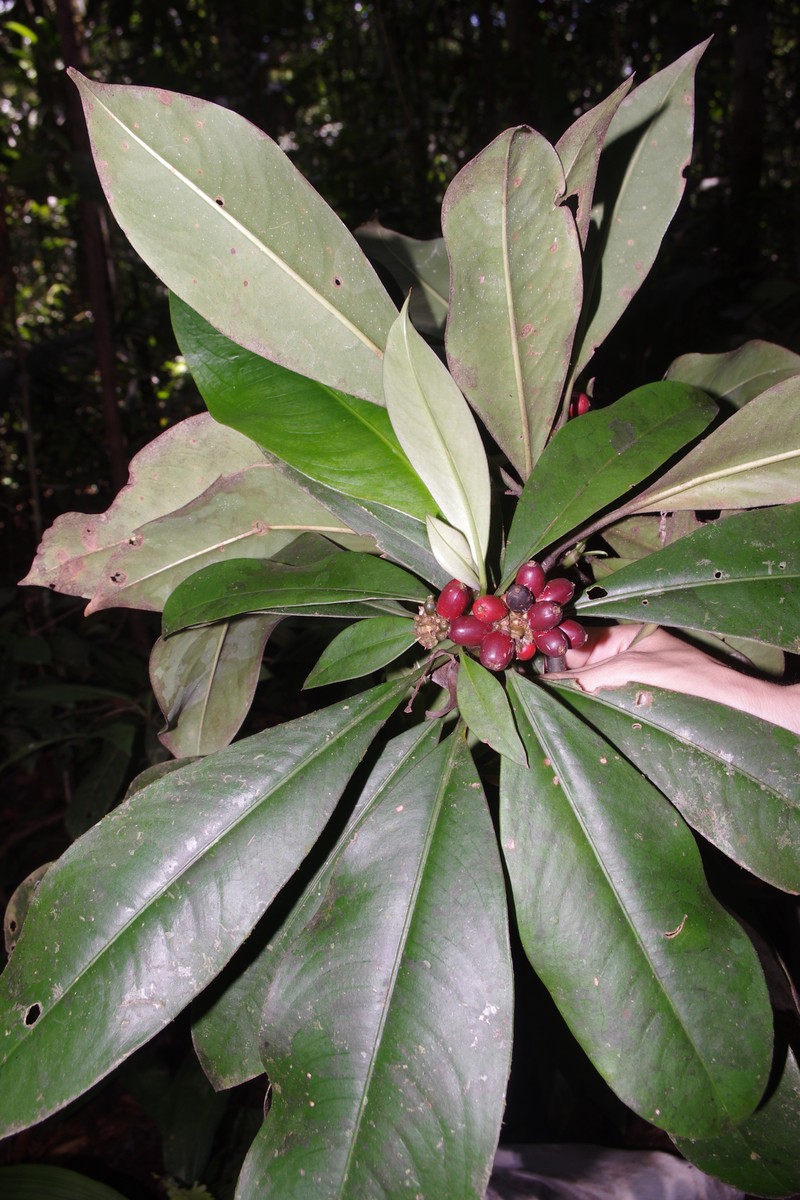 Palicourea hypochlorina photo 2
