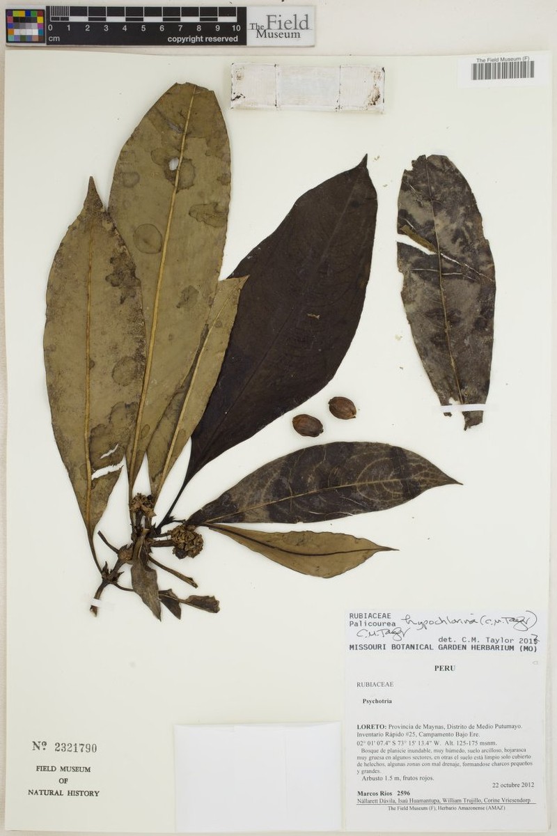 Palicourea hypochlorina photo 3