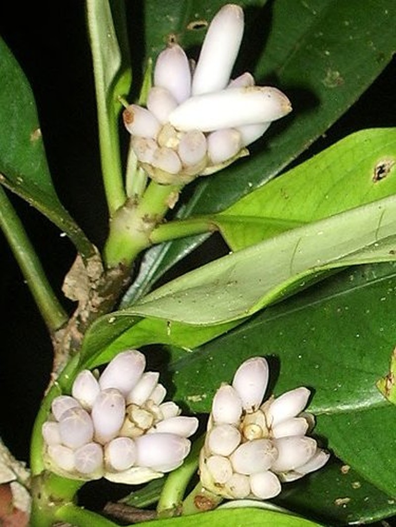 Palicourea hypochlorina photo 4