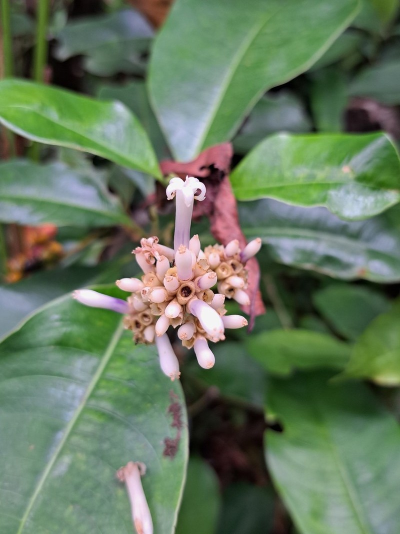 Palicourea jenmanii