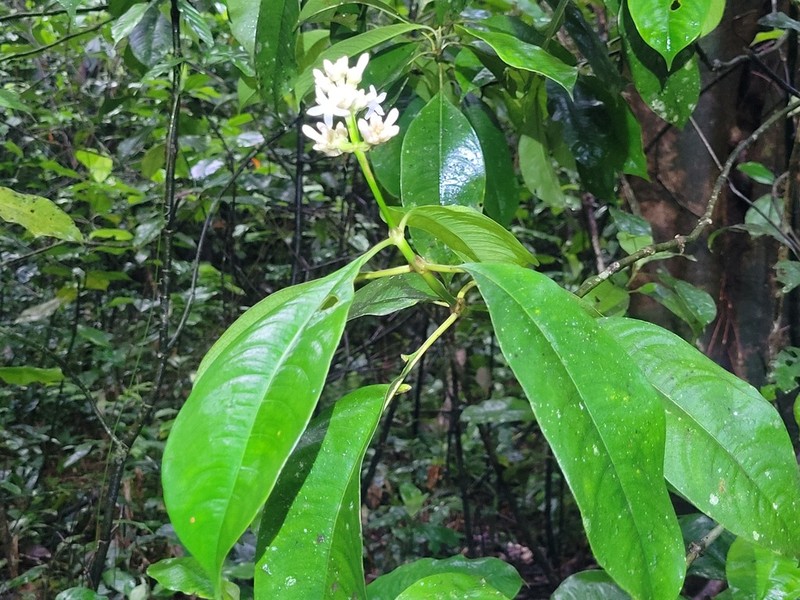 Palicourea jenmanii photo 2