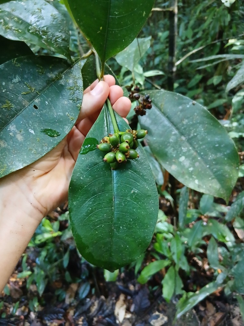 Palicourea jenmanii photo 3