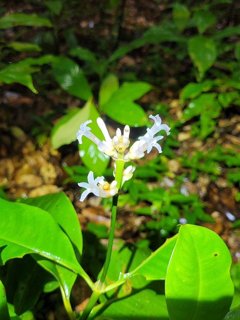 Palicourea jenmanii photo 4