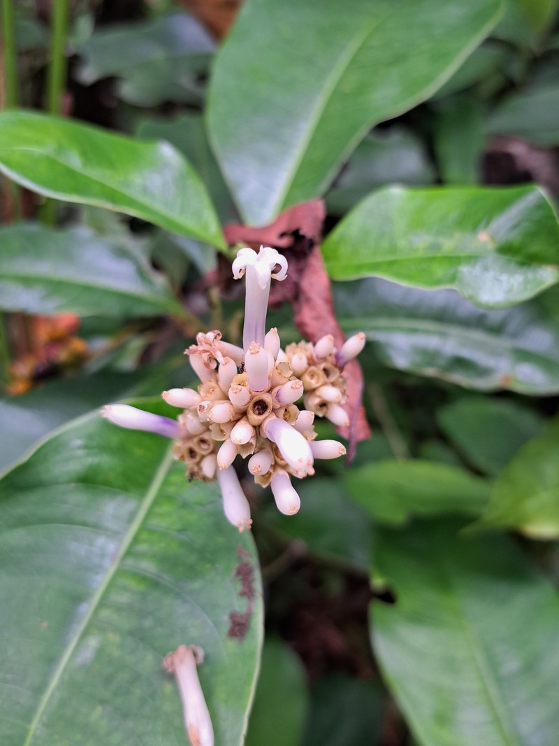 Palicourea jenmanii photo 8