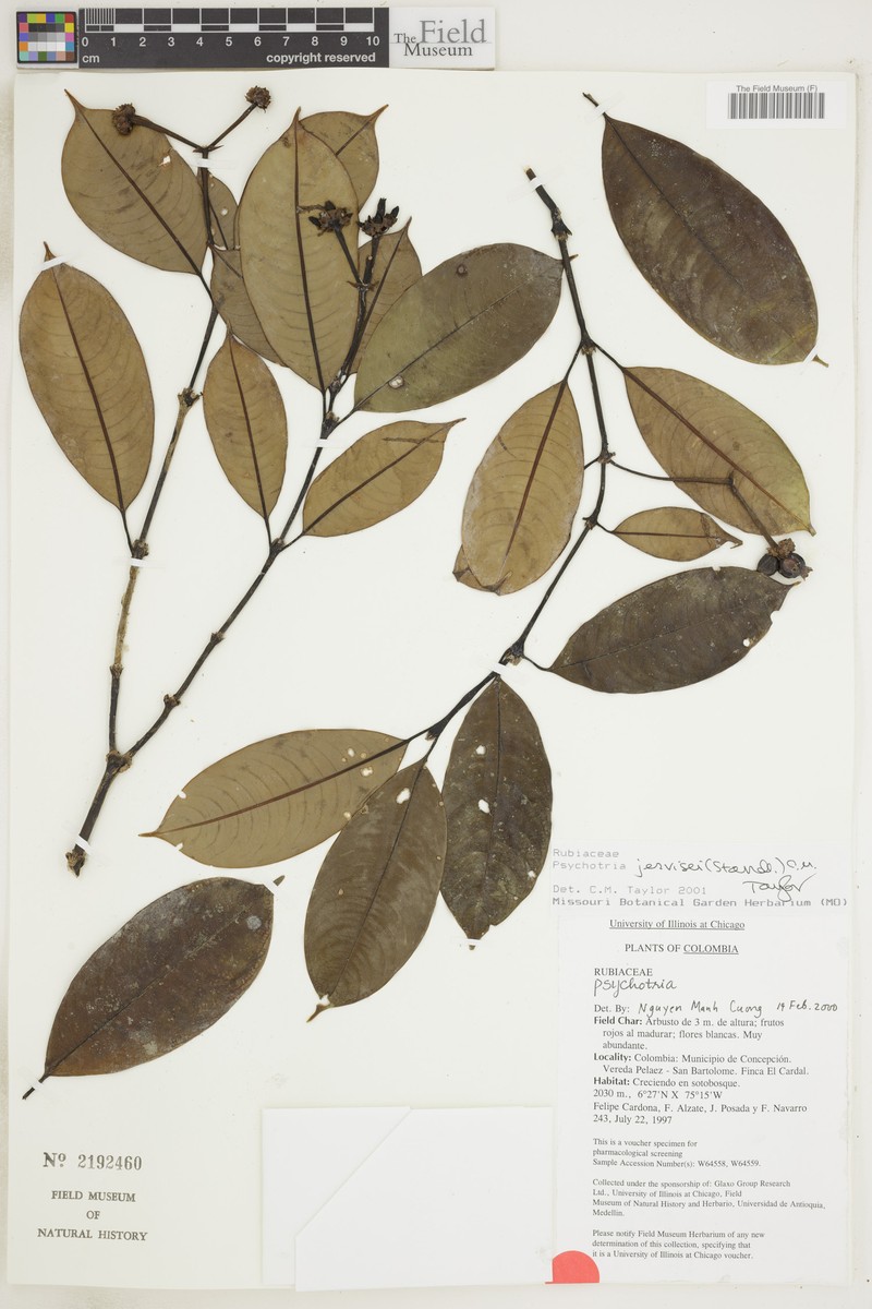 Palicourea jervisei
