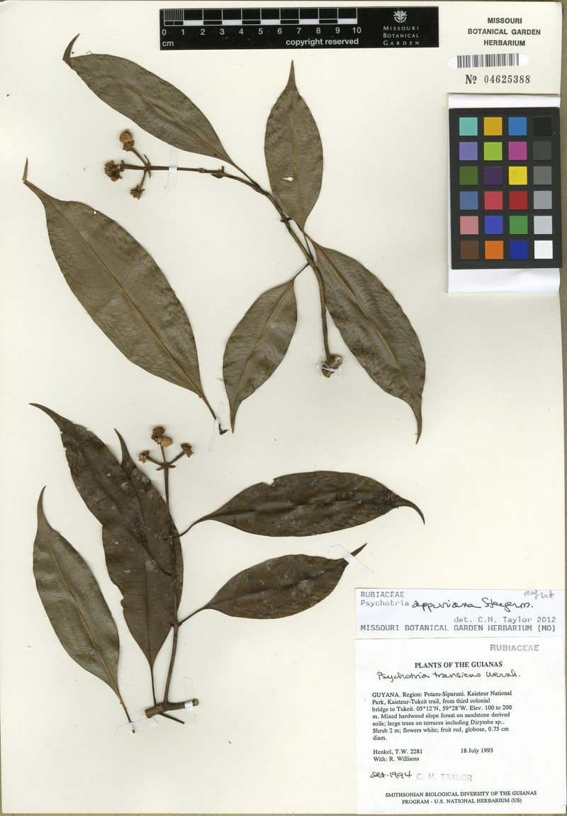 Palicourea kaieteurensis
