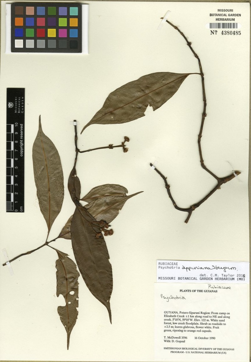Palicourea kaieteurensis photo 2