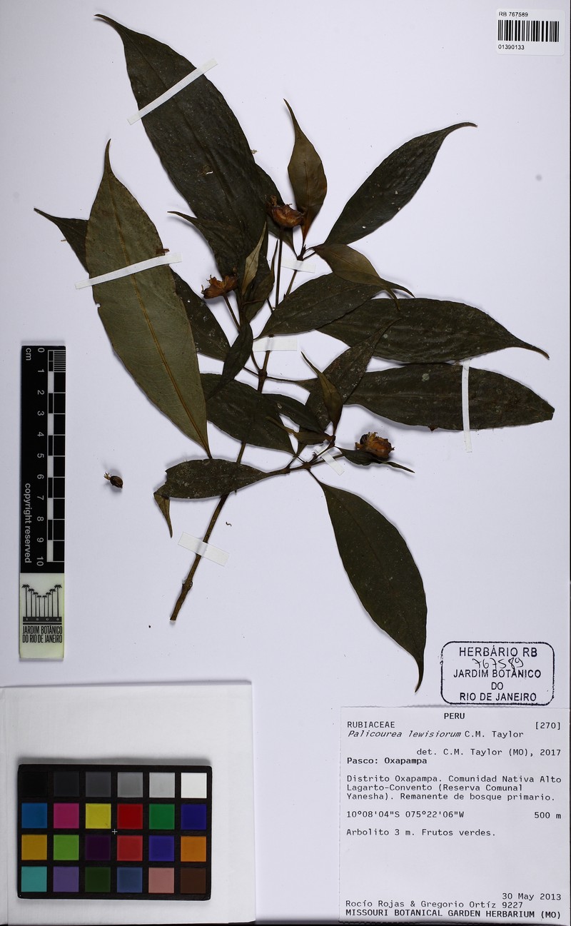 Palicourea lewisiorum