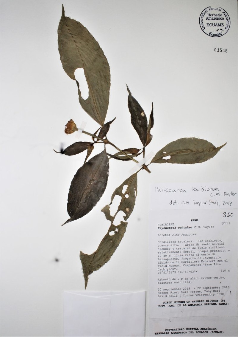 Palicourea lewisiorum photo 2