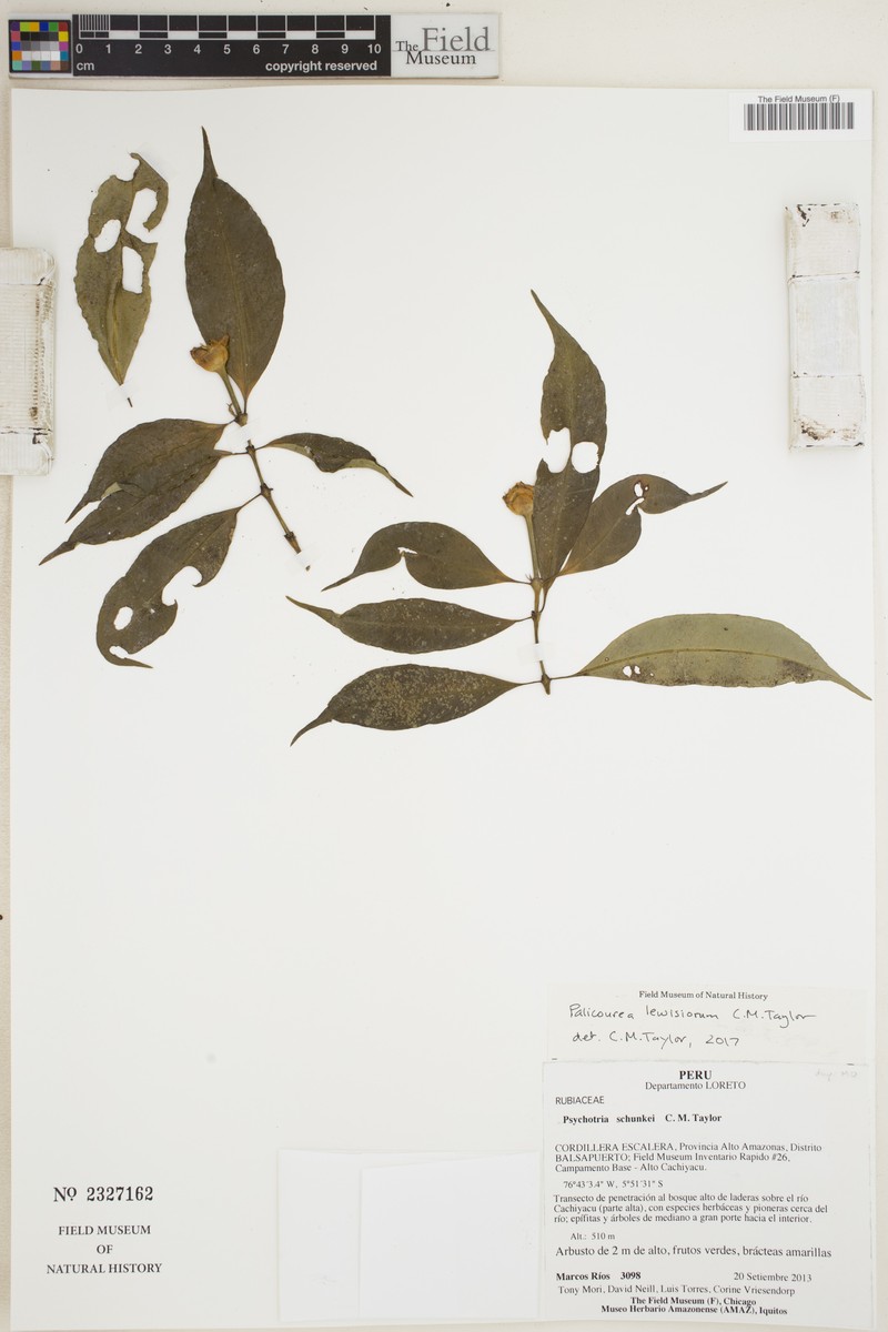 Palicourea lewisiorum photo 3