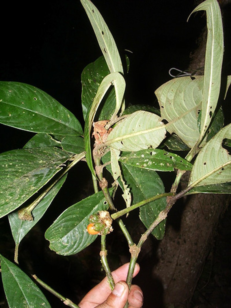 Palicourea lewisiorum photo 4