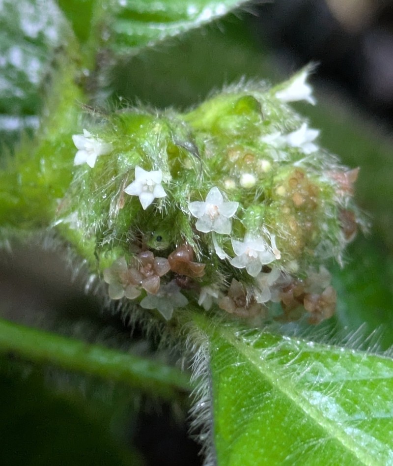 Palicourea magna