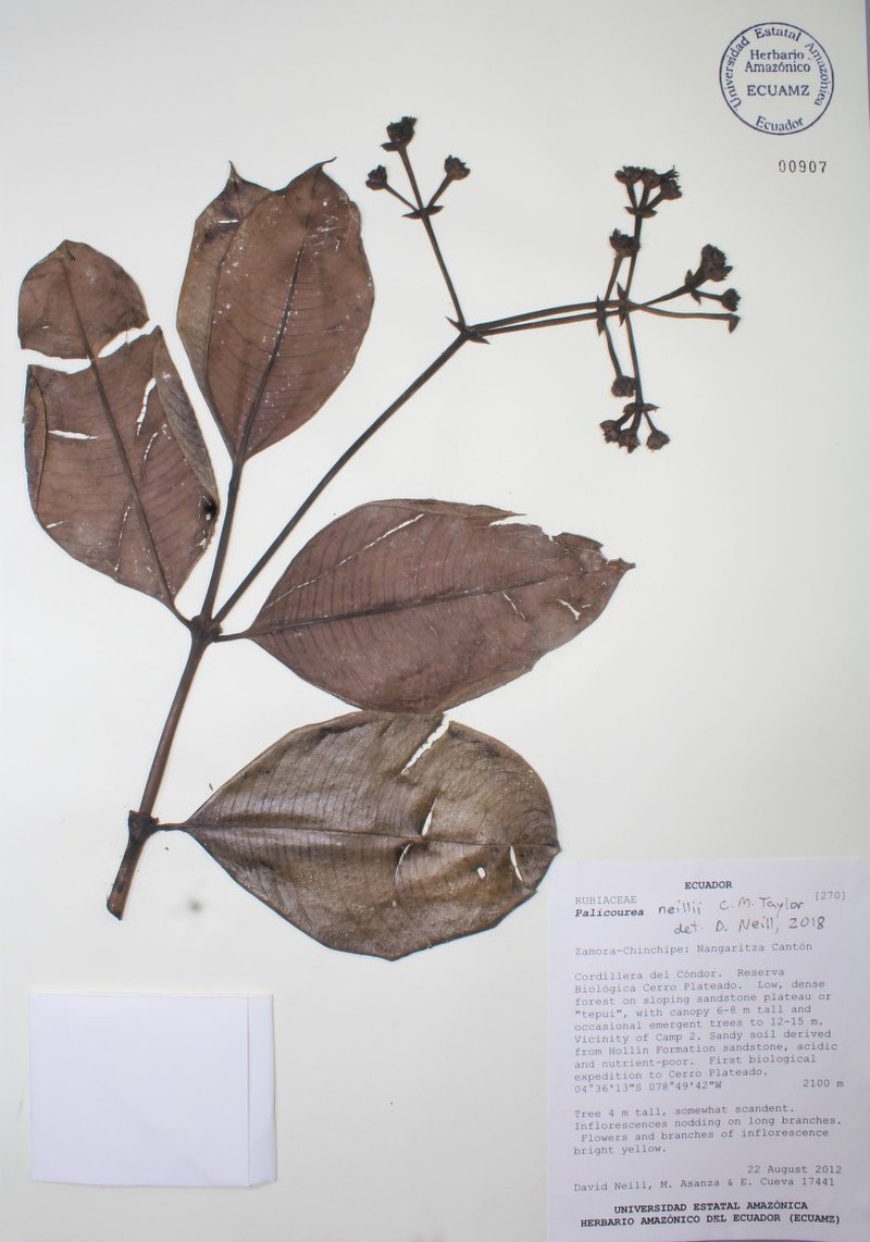 Palicourea neillii