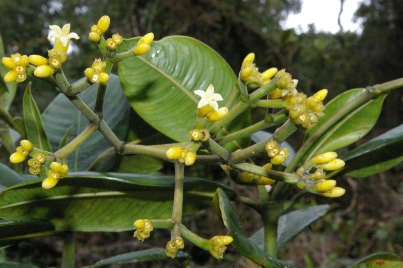 Palicourea neillii photo 3