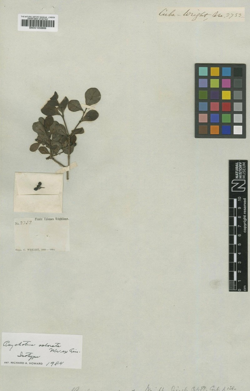 Palicourea odorata