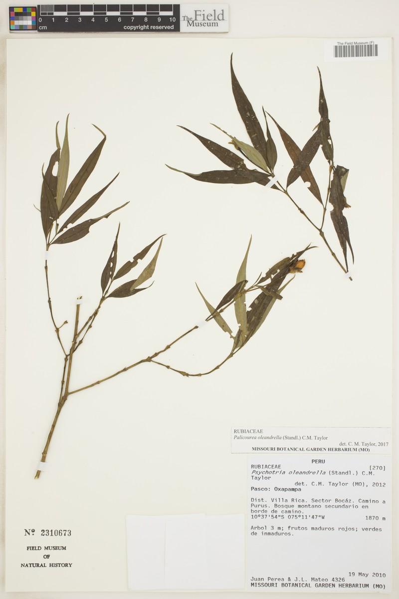 Palicourea oleandrella