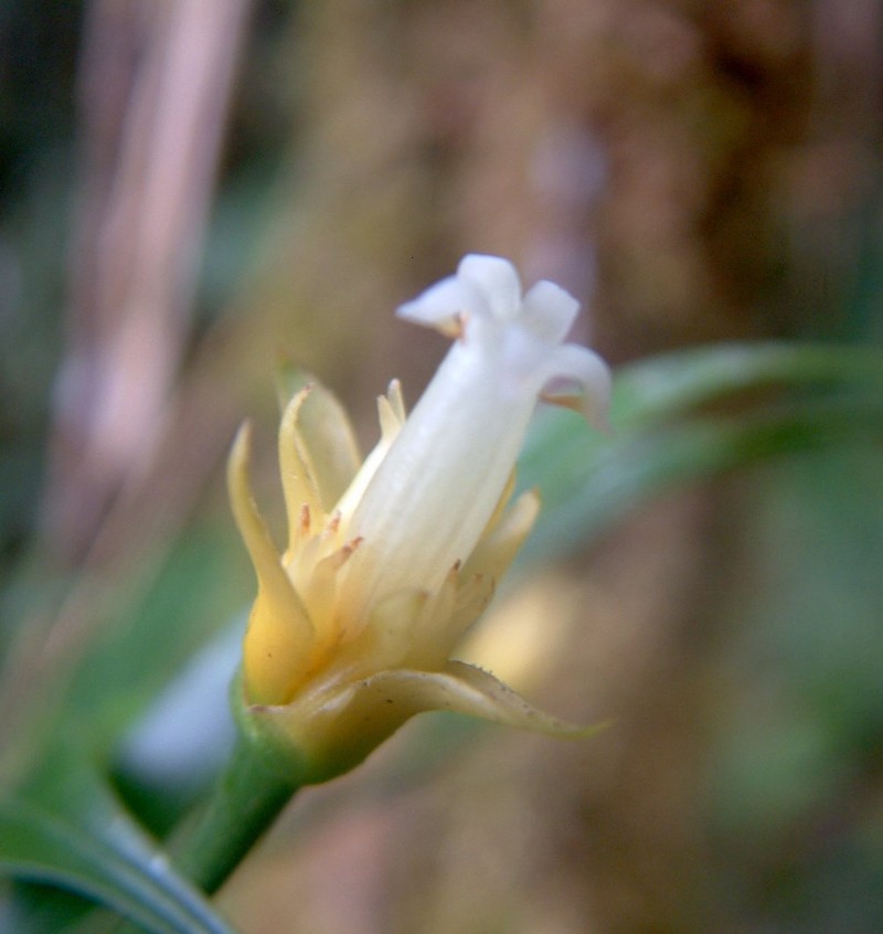 Palicourea oleandrella photo 2