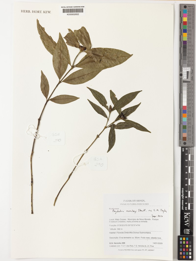 Palicourea ownbeyi