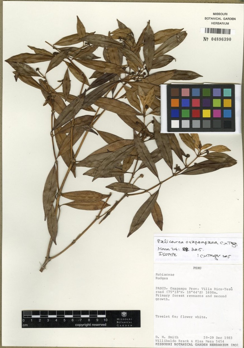 Palicourea oxapampana