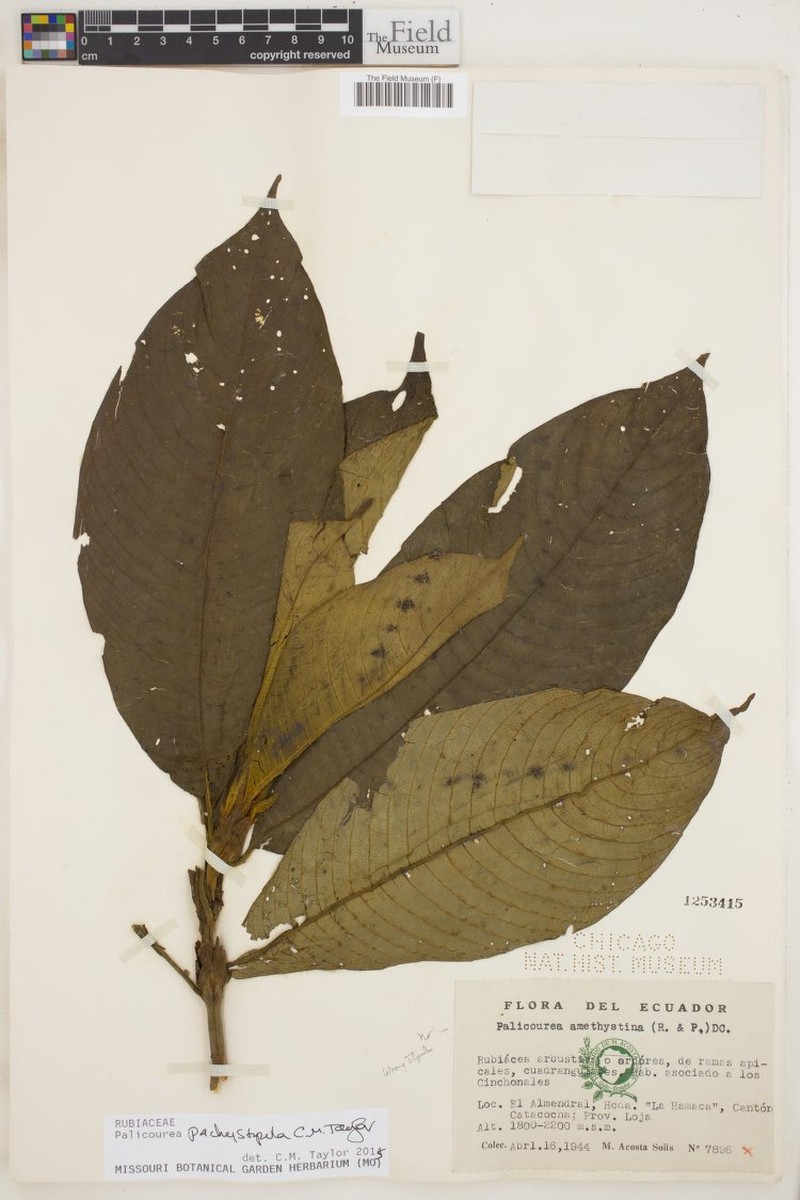 Palicourea pachystipula