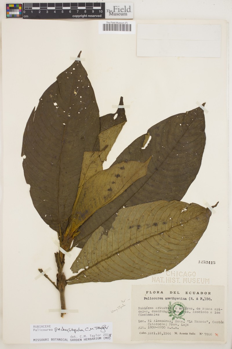 Palicourea pachystipula photo 2