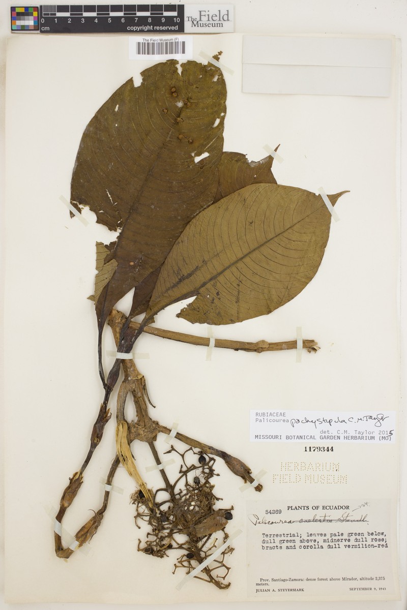 Palicourea pachystipula photo 3