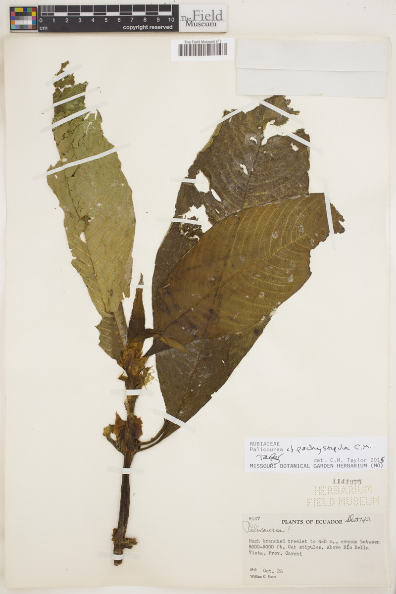 Palicourea pachystipula photo 4