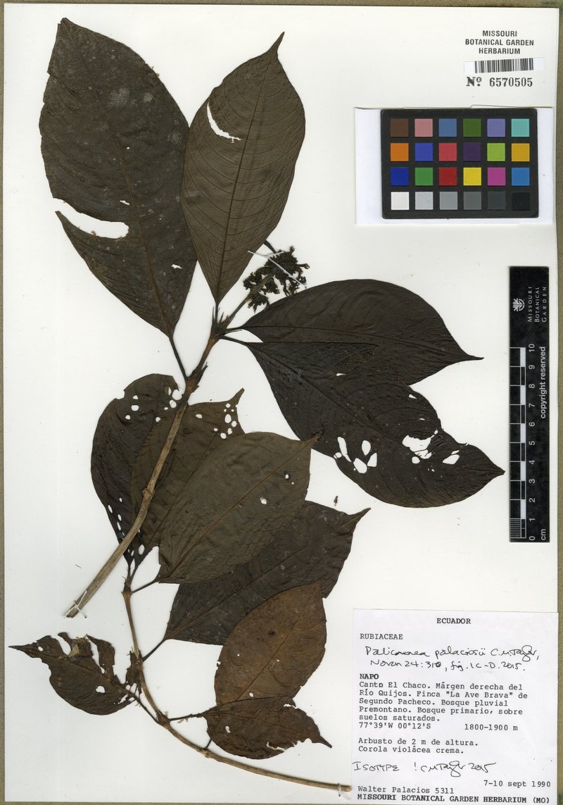 Palicourea palaciosii