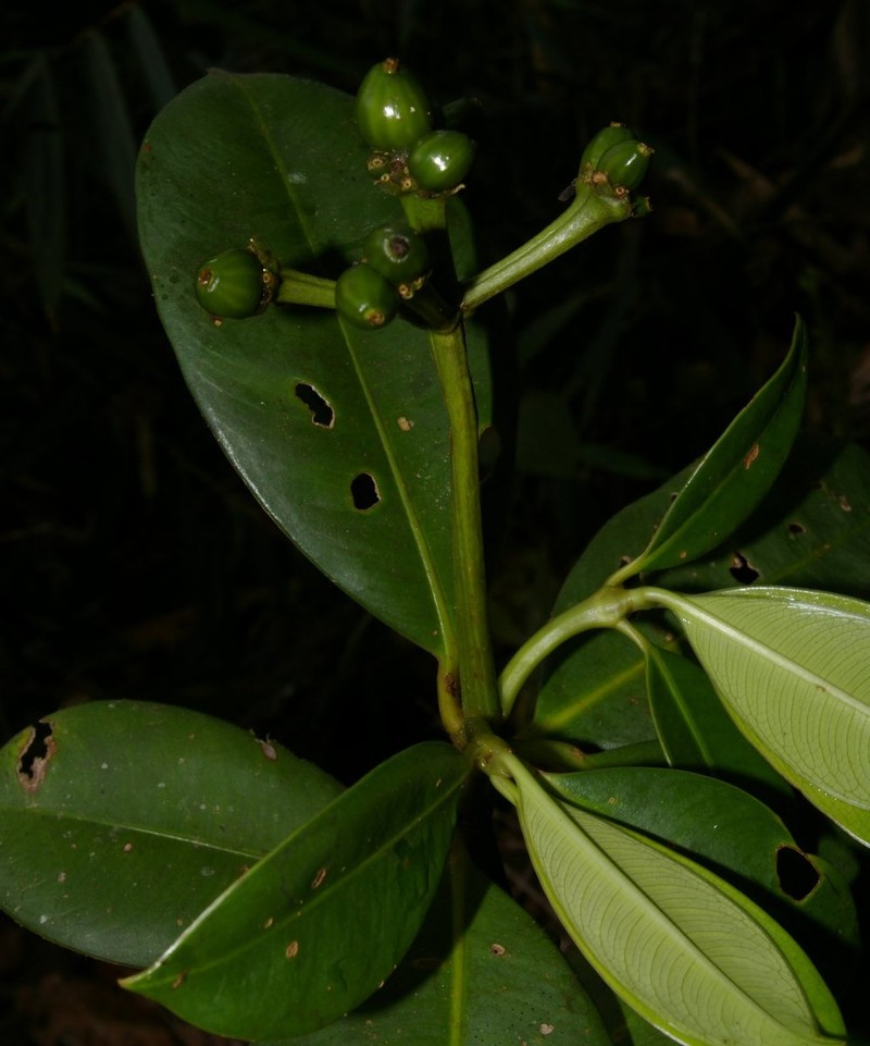 Palicourea paujilensis