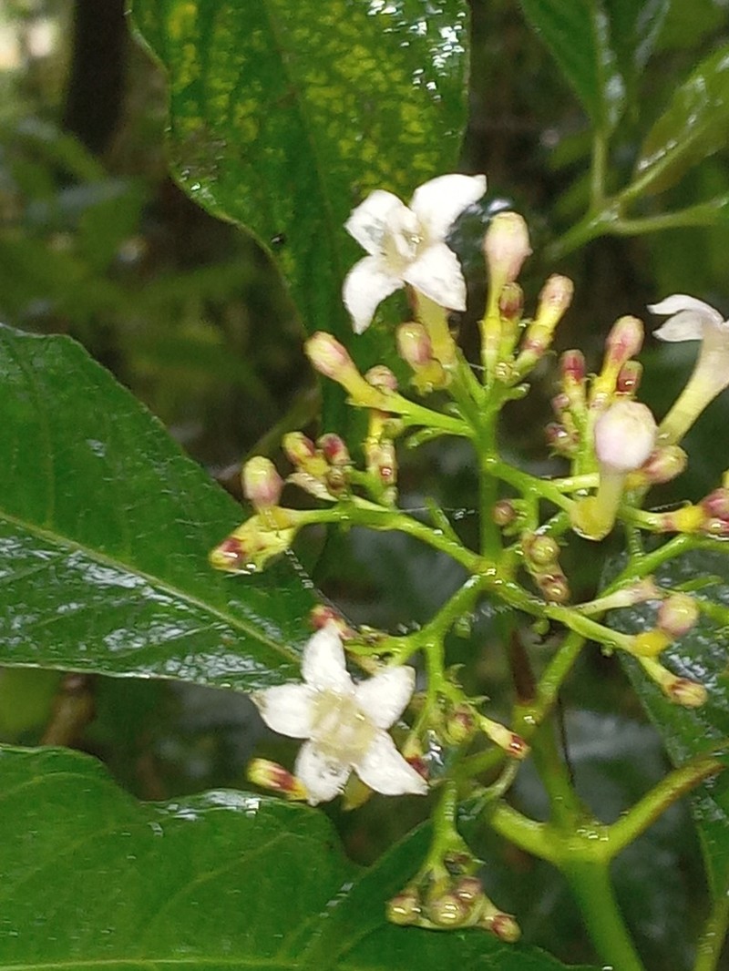 Palicourea persearum photo 3