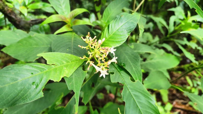 Palicourea persearum photo 5