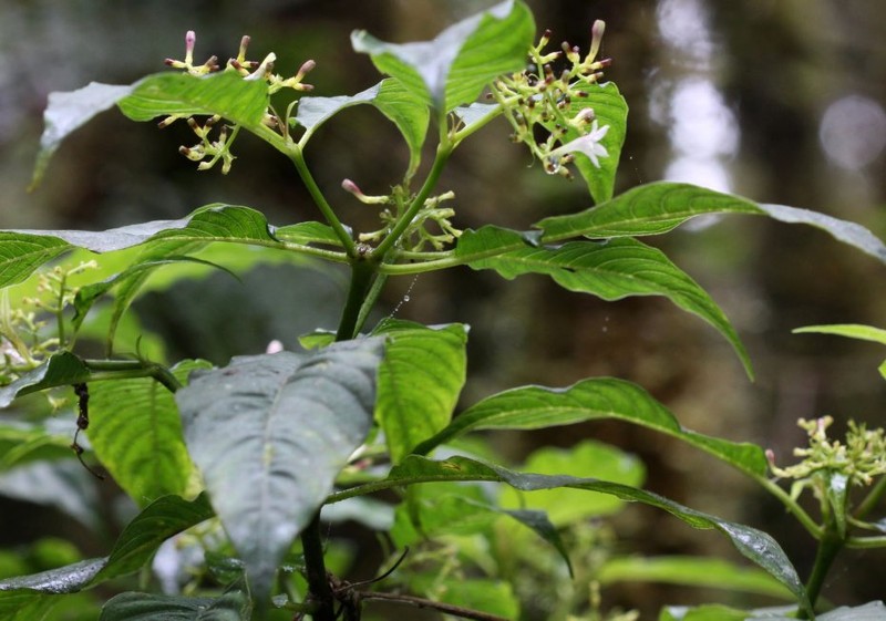 Palicourea persearum photo 6