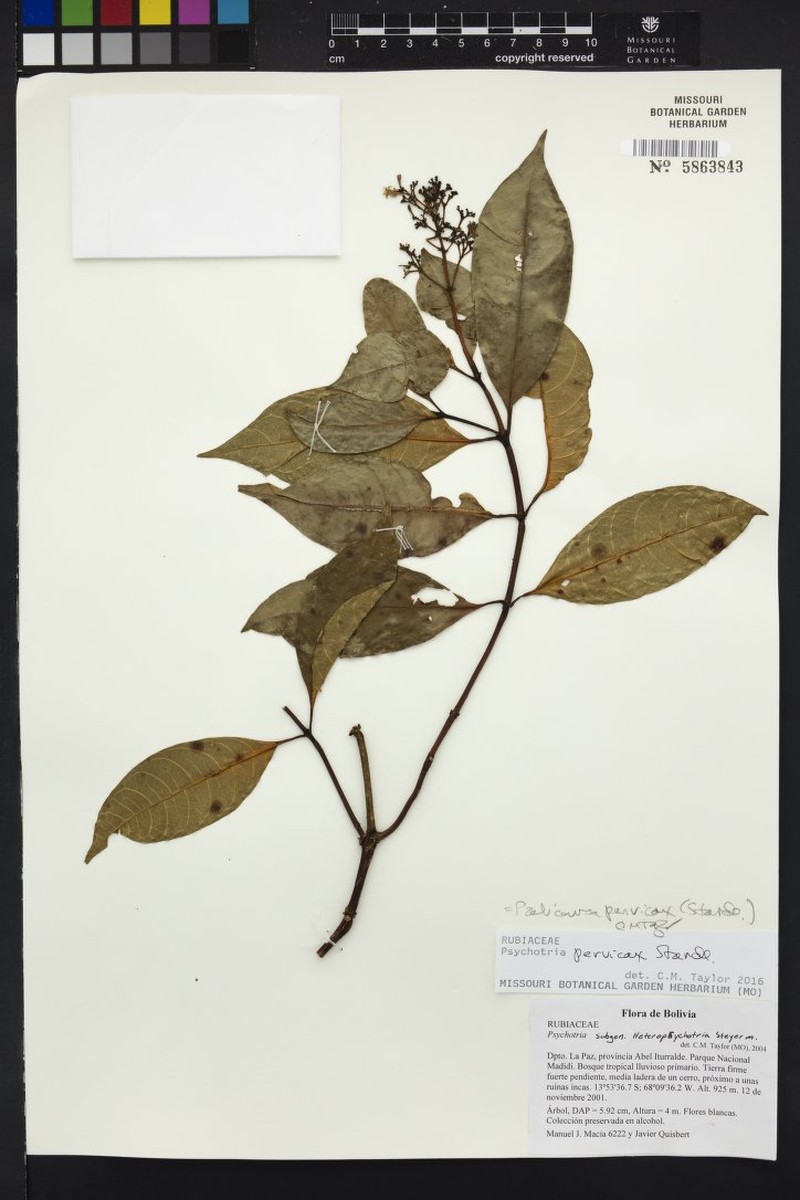 Palicourea pervicax