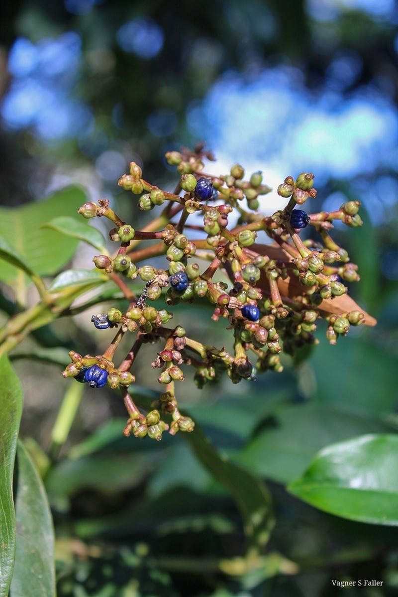 Palicourea pleiocephala