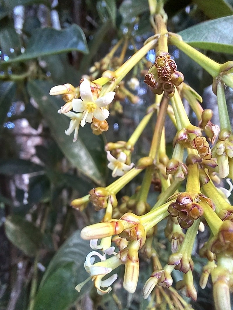 Palicourea pleiocephala photo 2