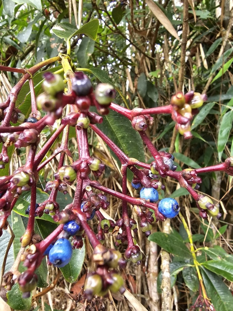 Palicourea pleiocephala photo 3