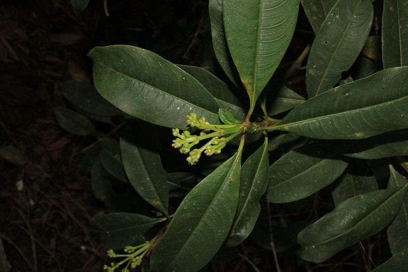 Palicourea pleiocephala photo 4