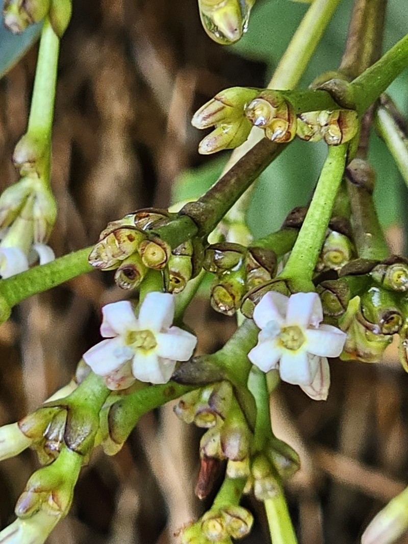 Palicourea pleiocephala photo 5