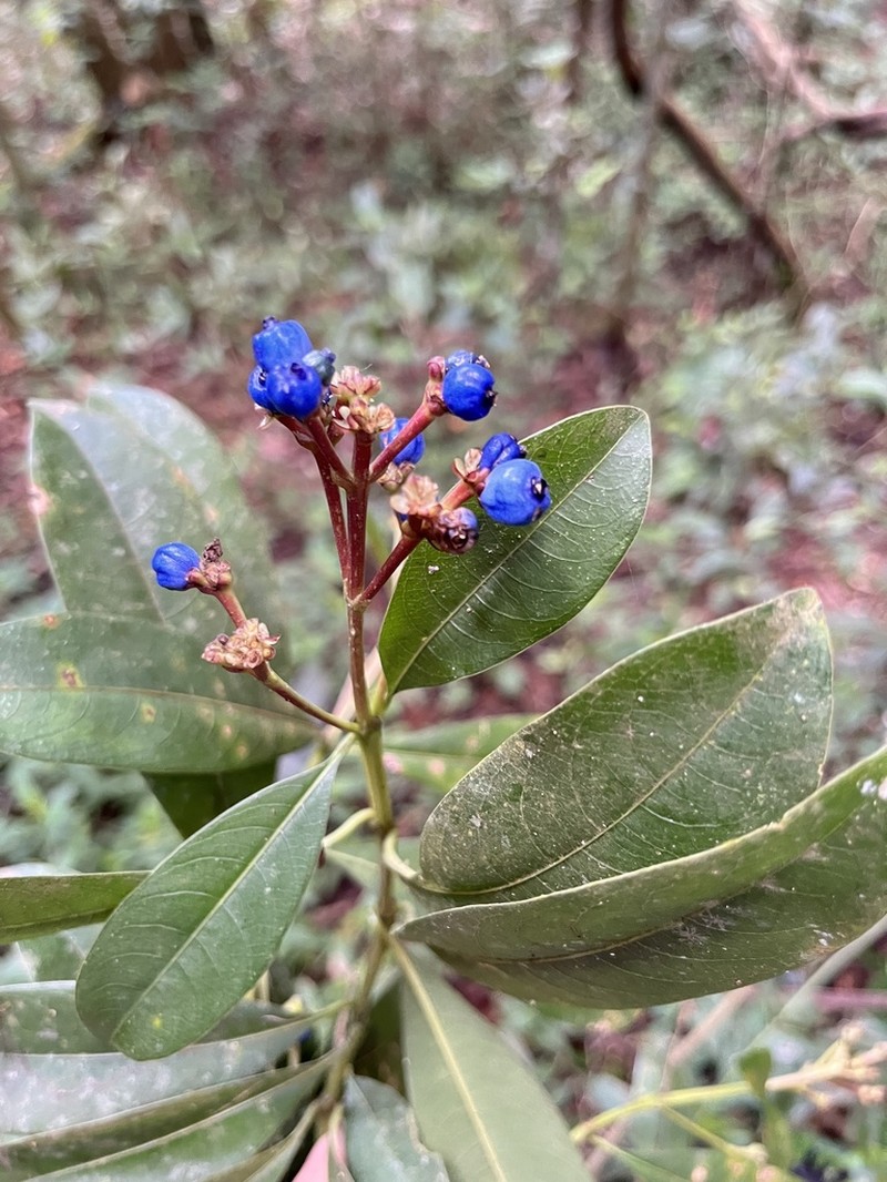 Palicourea pleiocephala photo 6