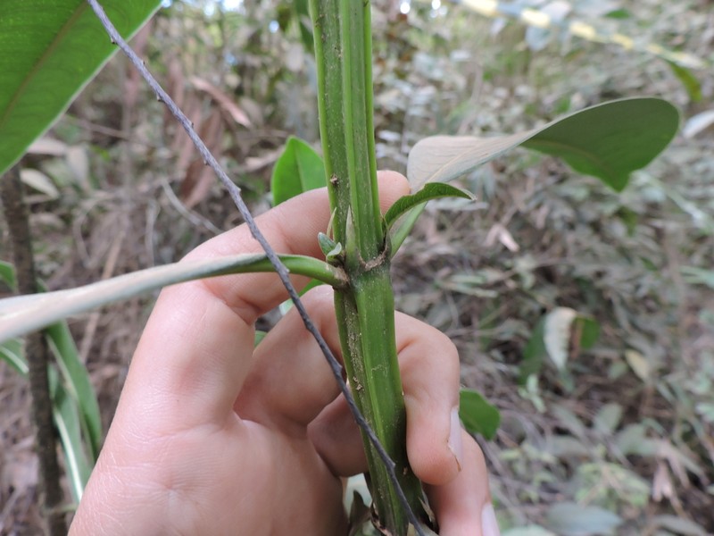 Palicourea pleiocephala photo 7
