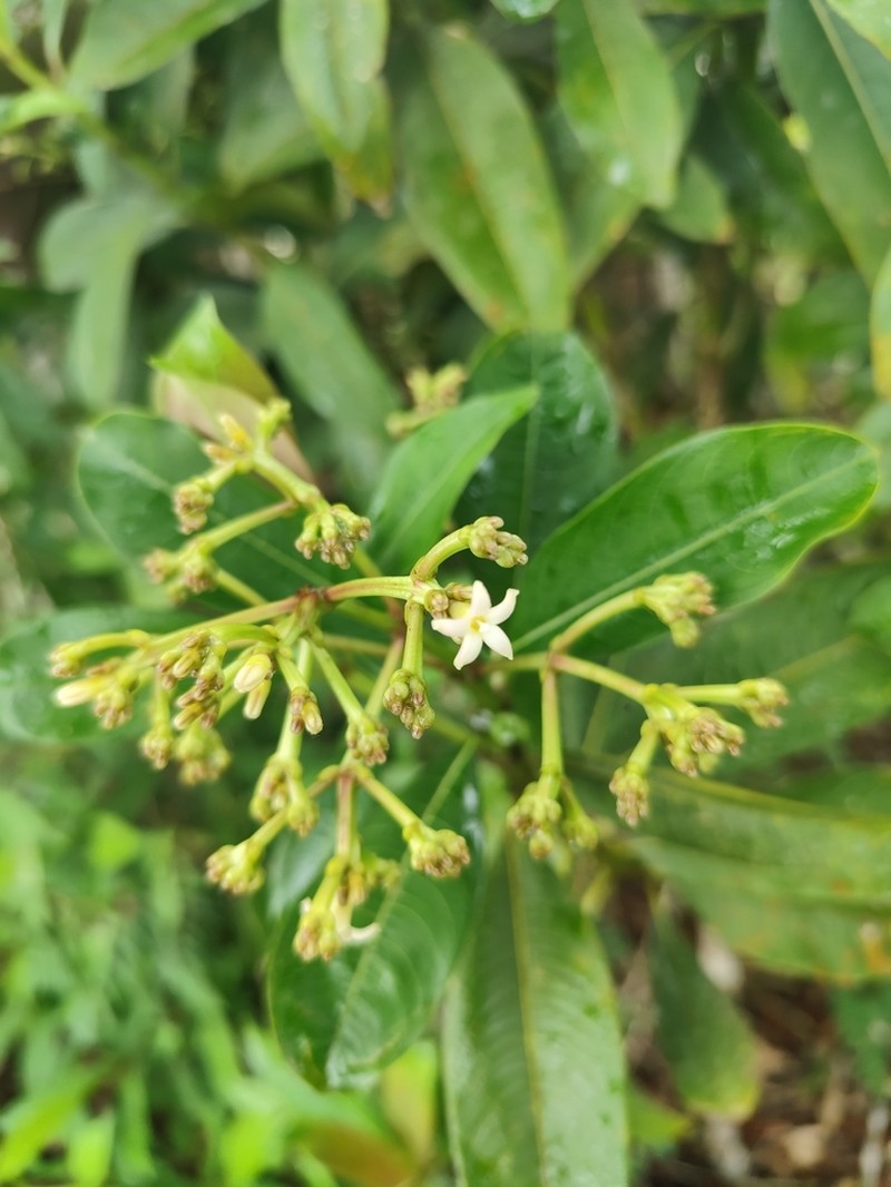 Palicourea pleiocephala photo 8