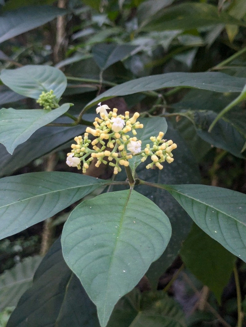 Hairy Wild Coffee
