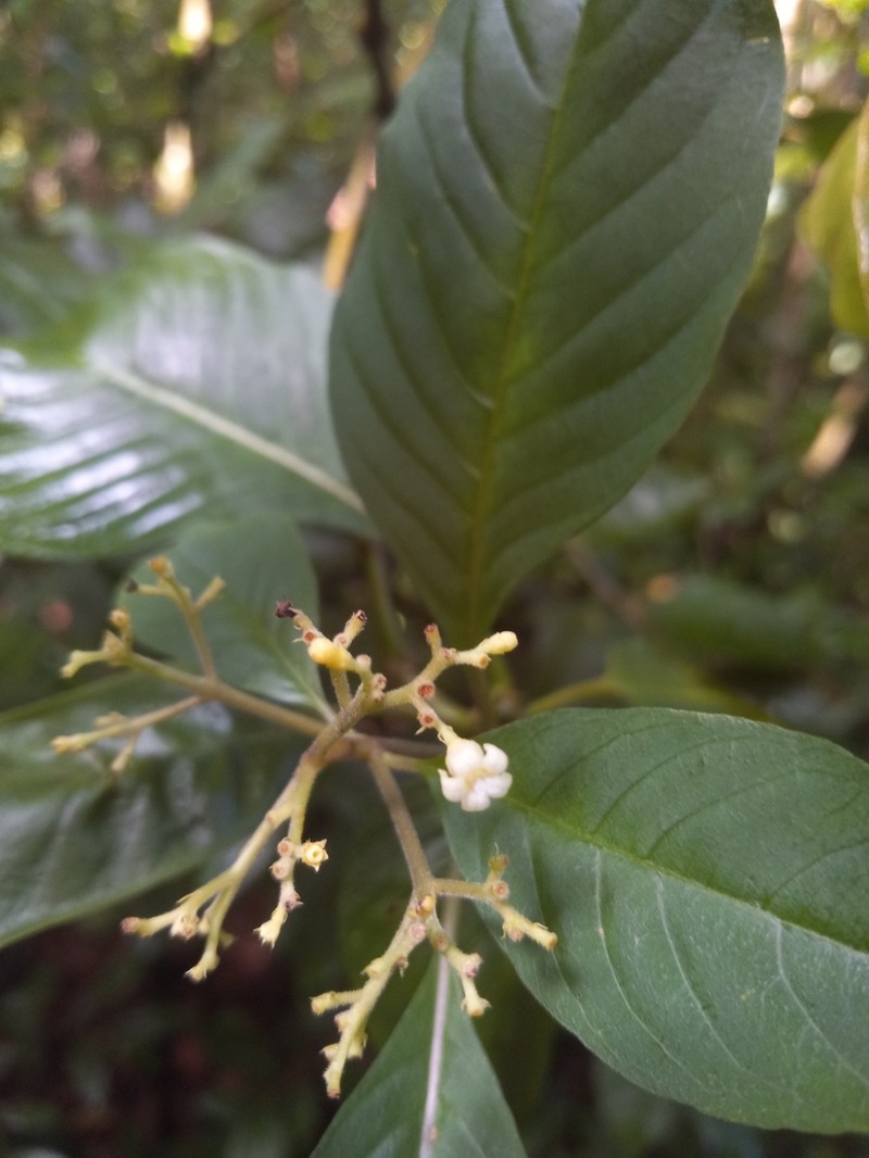 Hairy Wild Coffee photo 2