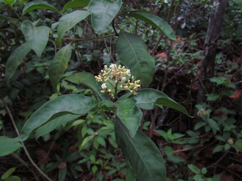 Hairy Wild Coffee photo 4
