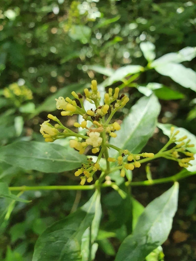 Hairy Wild Coffee photo 5