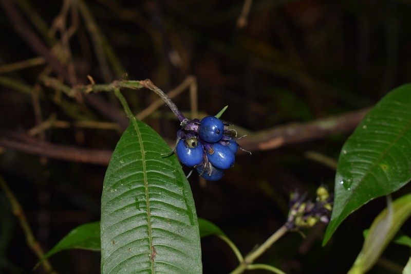 Palicourea ramonensis