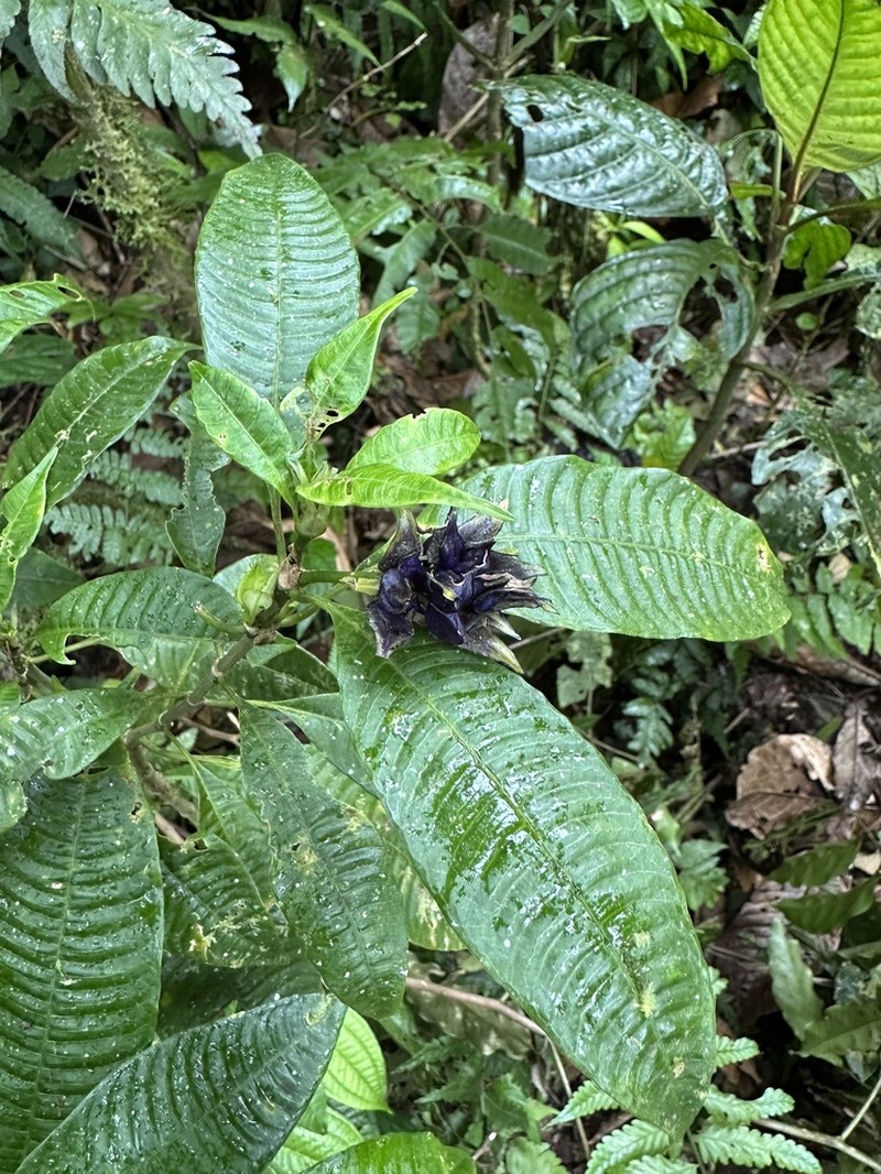 Palicourea ramonensis photo 2