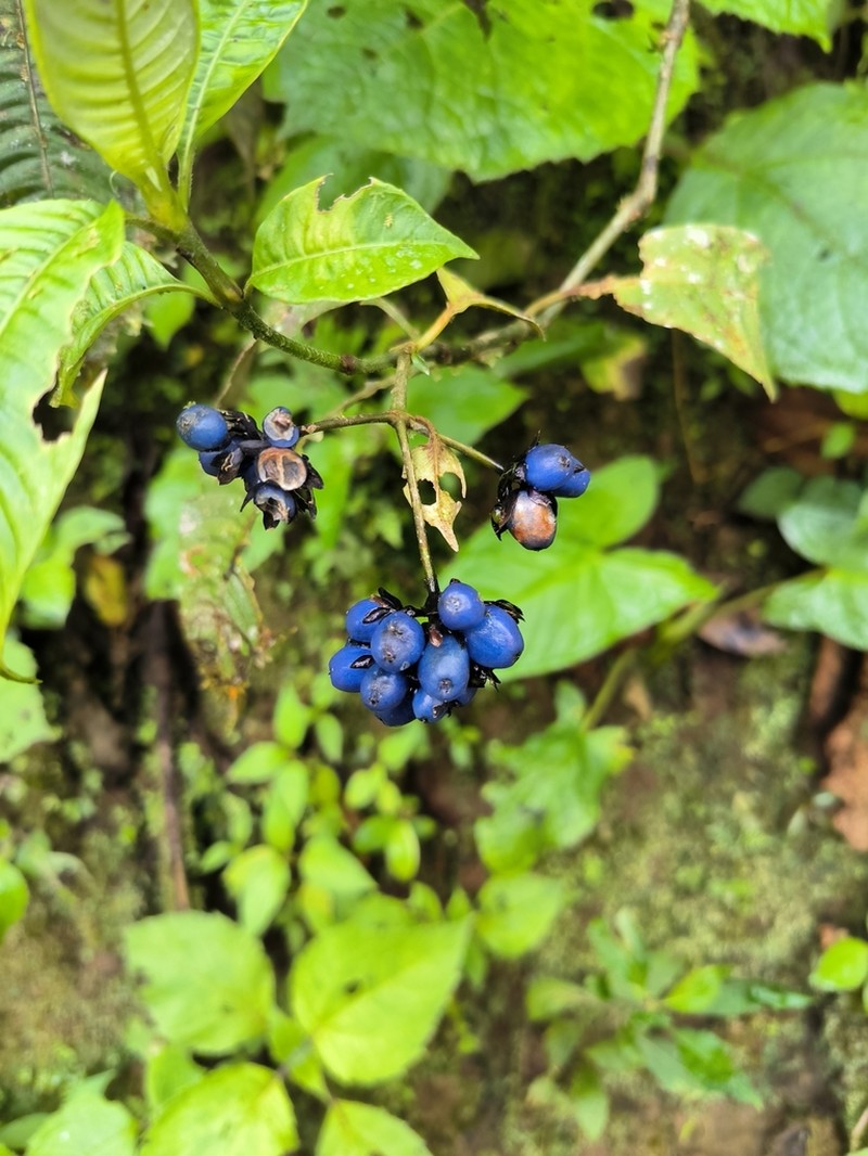 Palicourea ramonensis photo 3